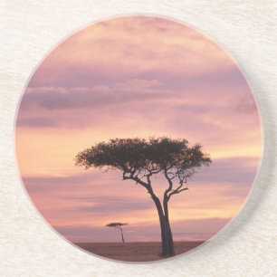 Silhouette image of acacia tree at sunrise coaster