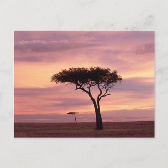 Silhouette image of acacia tree at sunrise postcard (Front)