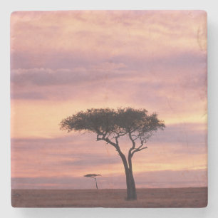 Silhouette image of acacia tree at sunrise stone coaster