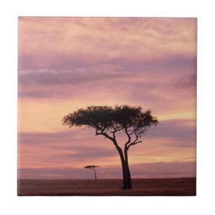 Silhouette image of acacia tree at sunrise tile