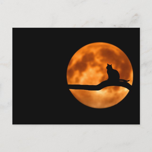 Silhouette of a Black Cat in a Tree Postcard (Front)