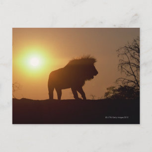 Silhouette of a lion postcard