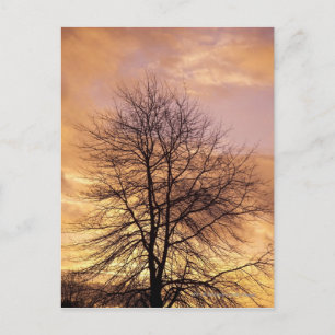 Silhouette of a Tree with Pink and Orange Sky Postcard