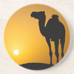 Silhouette of a wild camel at sunset coaster