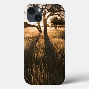 Silhouette Of Acacia Trees In Grass. Mariental iPhone 13 Case