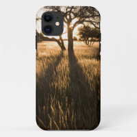 Silhouette Of Acacia Trees In Grass. Mariental