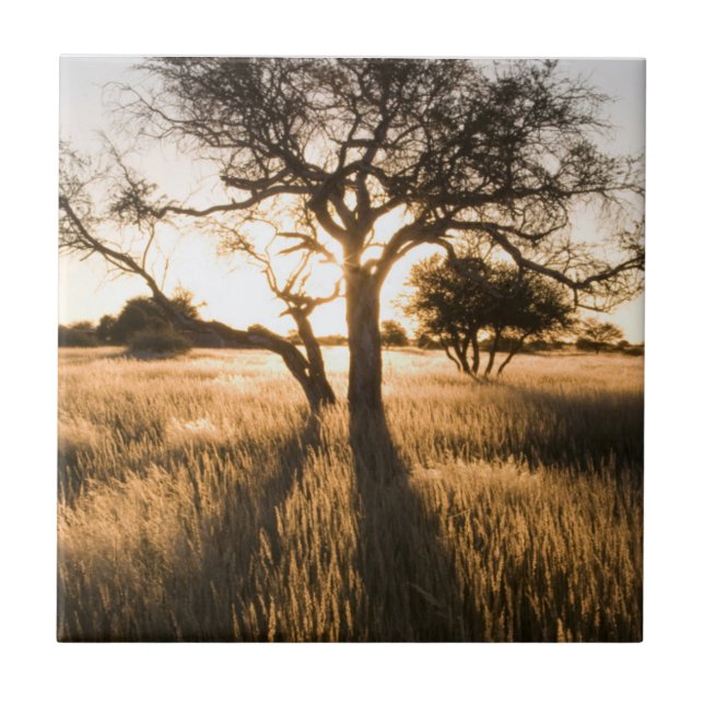 Silhouette Of Acacia Trees In Grass. Mariental Tile (Front)