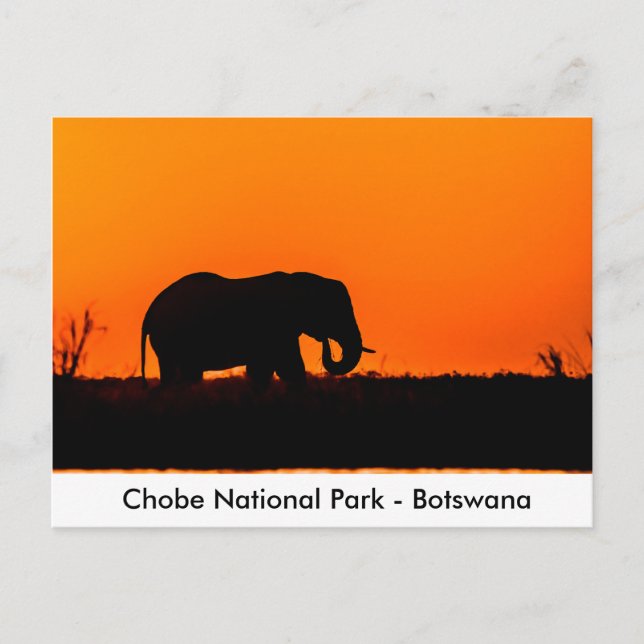 Silhouette of an Elephant Bull at Sunset Postcard (Front)