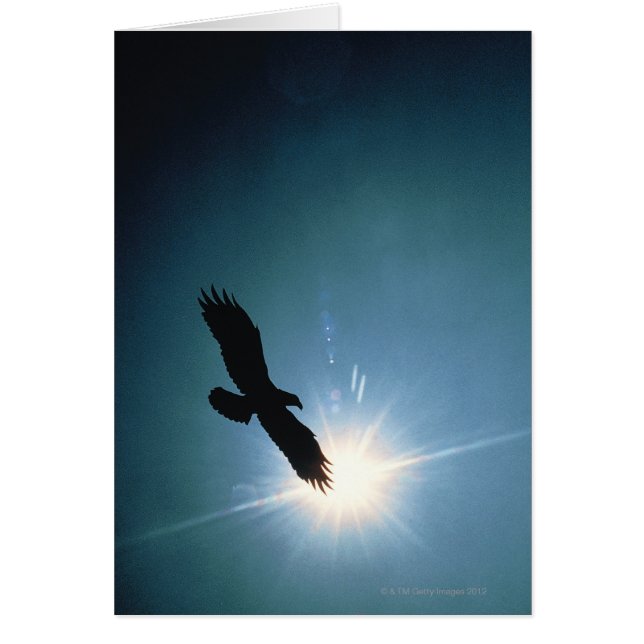 Silhouette of bald eagle flying in sky (Front)