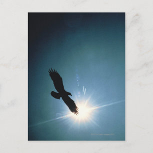 Silhouette of bald eagle flying in sky postcard