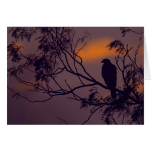 Silhouette of Harris Hawk (Parabuteo unicinctus)