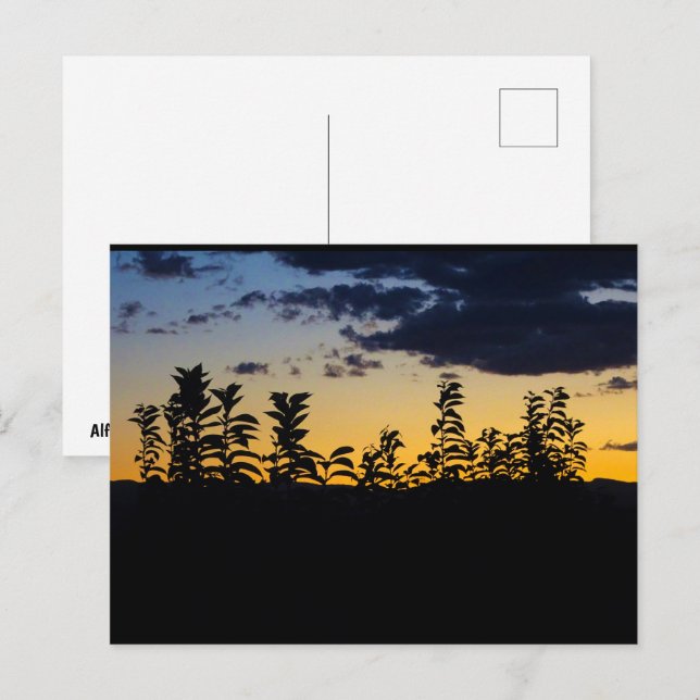 Silhouette of Leaves at Night Postcard (Front/Back)