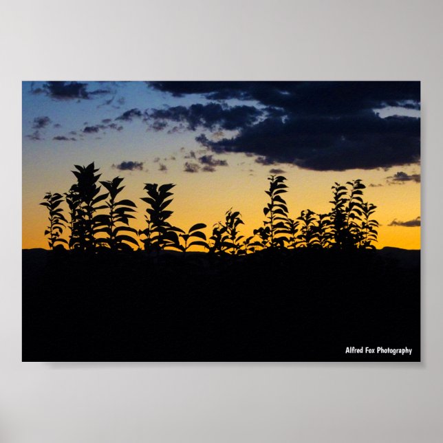 Silhouette of Leaves at Night Poster (Front)