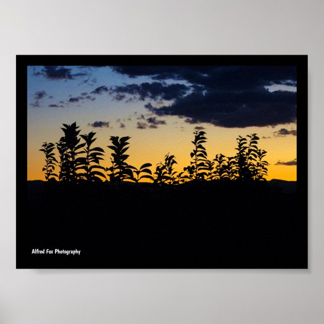 Silhouette of Leaves at Night Poster (Front)