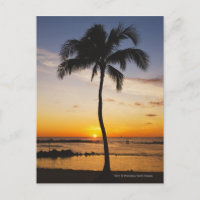 Silhouette of one Palm Tree by a Red Orange Sunset