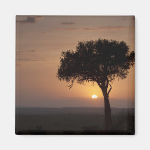 Silhouette of tree on plain, Masai Mara 2 Magnet