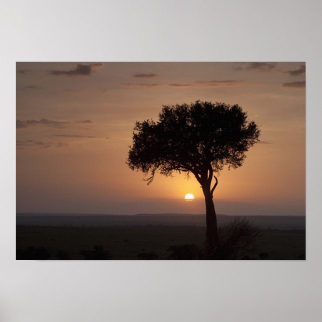 Silhouette of tree on plain, Masai Mara 2 Poster (Front)