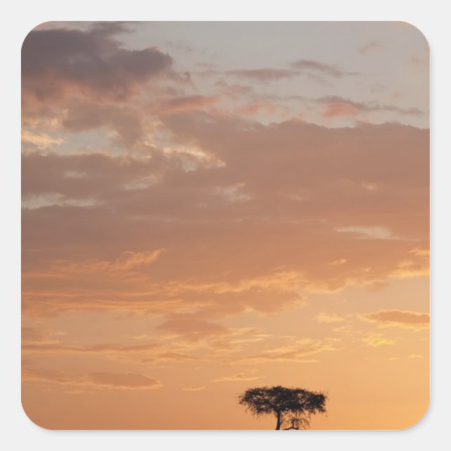 Silhouette of tree on plain, Masai Mara Square Sticker (Front)