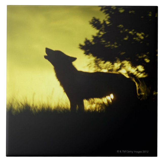 Silhouette of wolf howling tile (Front)