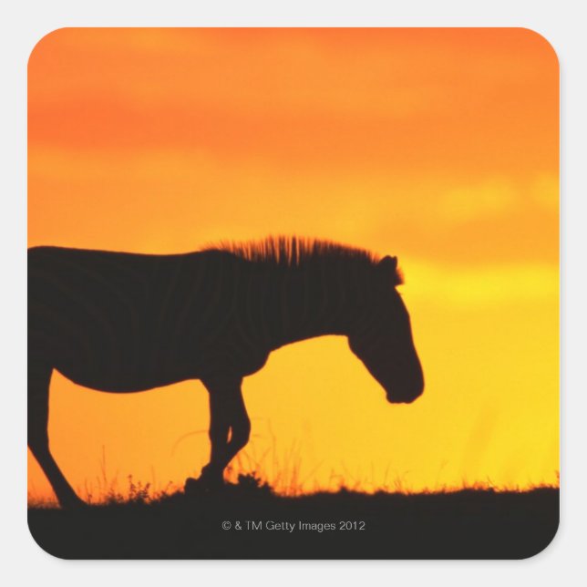 Silhouette of zebra on savanna square sticker (Front)