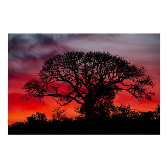 Silhouette Tree Against Red Sky Poster (Front)