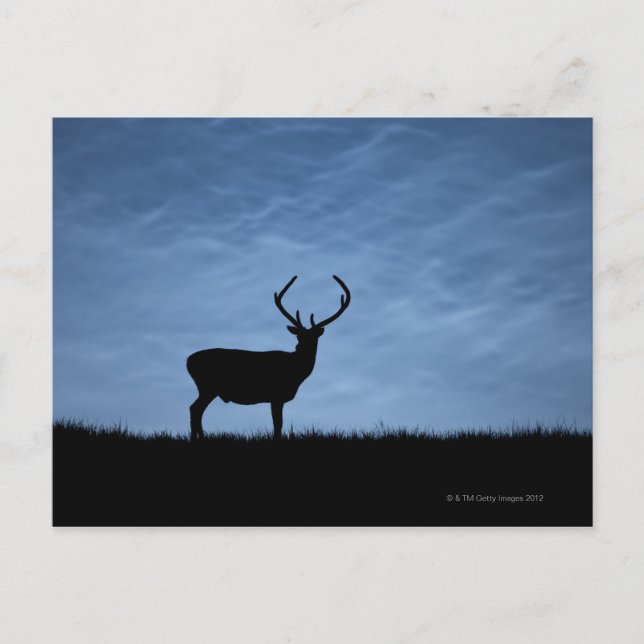 Silhouetted Red Deer Stag at Night Postcard (Front)