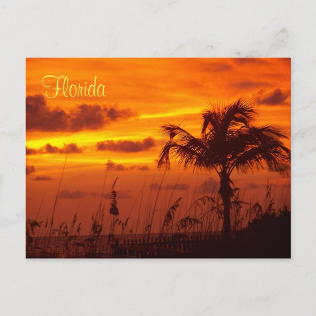Silhouettes of Florida Postcard (Front)