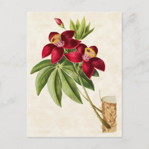 Silk Cotton Tree Vintage Botanical Postcard