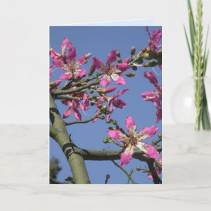 Silk Floss Tree Card