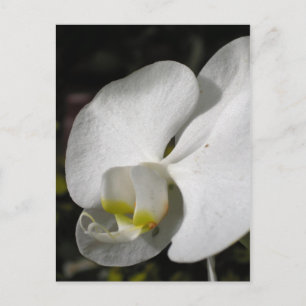 Silk - White Orchids - Postcard
