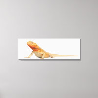 SilkBacks scaleless Bearded Dragon - Pogona