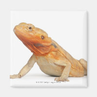 SilkBacks scaleless Bearded Dragon - Pogona