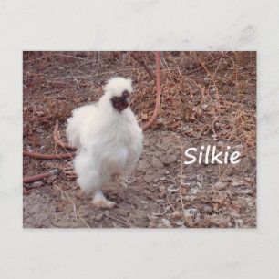 Silkie Bantam Chicken Postcard