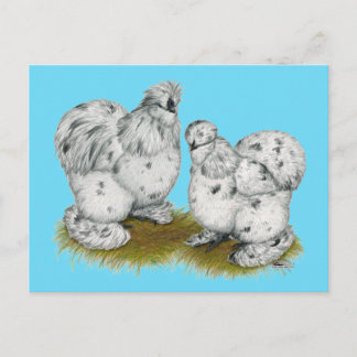 Silkie Bantam Splash Chickens Postcard