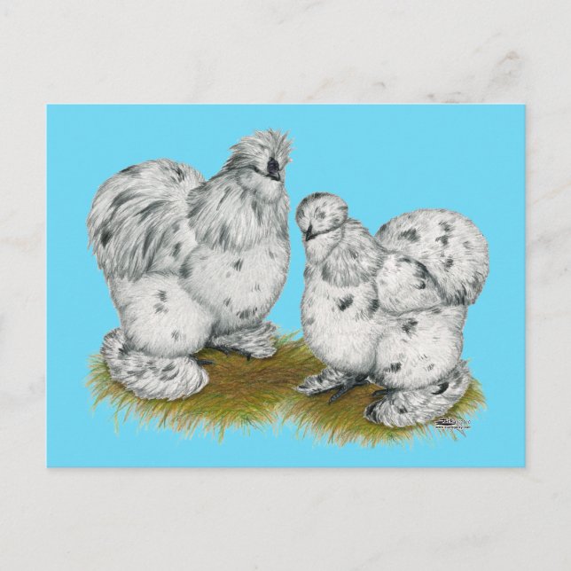 Silkie Bantam Splash Chickens Postcard (Front)