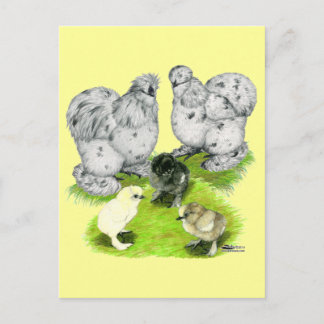 Silkie Bantam Splash Family Postcard