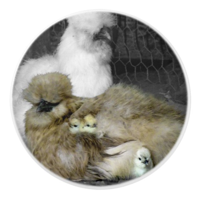 Silkie Hens with Chicks Peeking out of Feathers Ceramic Knob (Front)