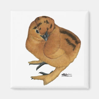Silkie Red Chick Magnet