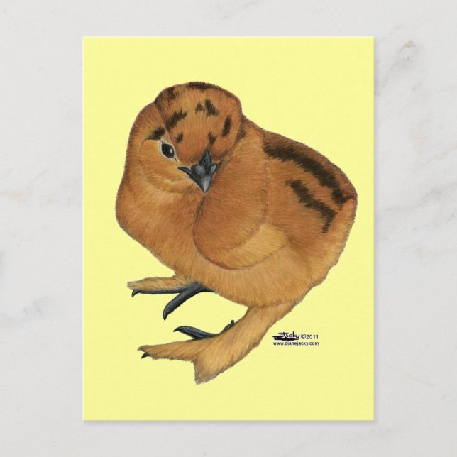 Silkie Red Chick Postcard (Front)