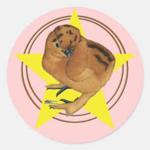 Silkie Red Chick Star Classic Round Sticker