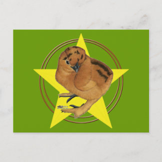Silkie Red Chick Star Postcard