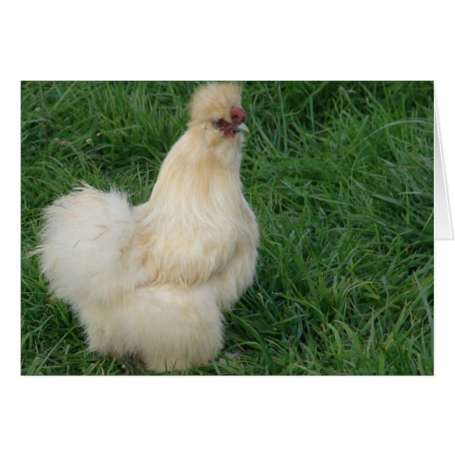 Silkie Rooster (Front Horizontal)