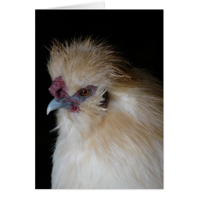 Silkie Rooster (Front)