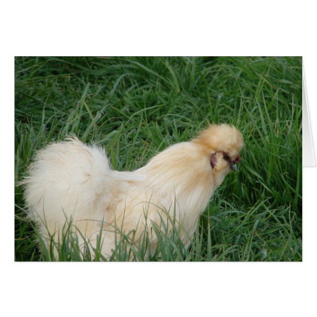 Silkie Rooster (Front Horizontal)