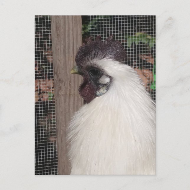 Silkie Rooster Photo Postcard (Front)