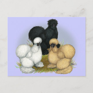 Silkie Trio Postcard
