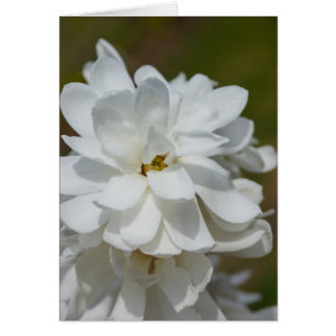 Silky Magnolia