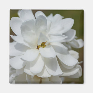 Silky Magnolia Magnet