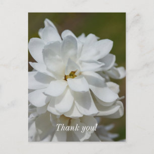 Silky Magnolia Thank You Postcard