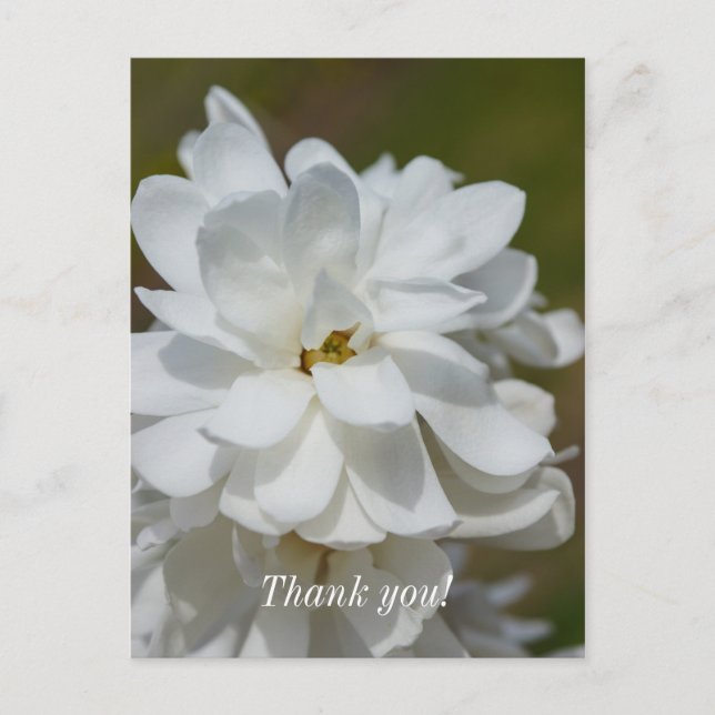 Silky Magnolia Thank You Postcard (Front)